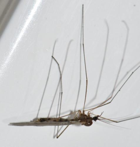 Réf. 273 926 : Trichocera annulata
